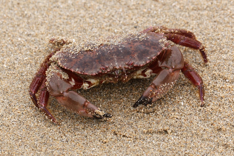 crab